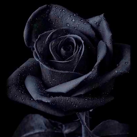 💖✨Welcome✨💖 - Picture 14 of 16